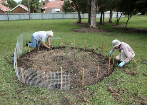Volunteers planting a bandicoot refuge in 2010