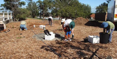 Volunteers planting seedlings
