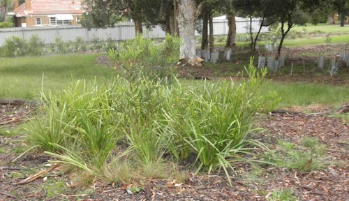 The same bandicoot refuge area in 2012, now grown in