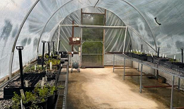 The nursery 'Igloo' where seeds and cuttings germinate under a mist system. Photo: Christy Watson