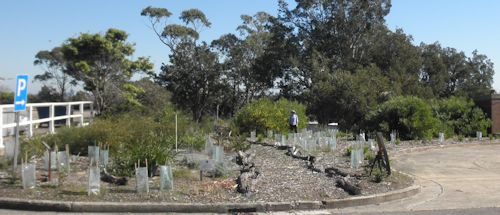 The planted area in 2011, showing growth