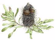 Greeting card featuring Banksia aemula.