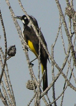 New Holland Honeyeater