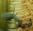 Praying Mantis