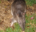 Long-nosed Bandicoot