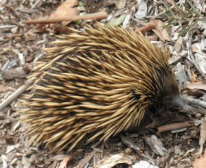 A Short-Beaked Echidna