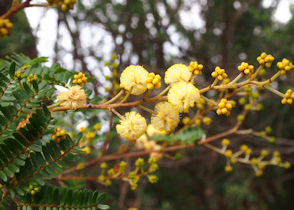 Acacia terminalis ssp terminalis