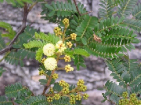 Endangered Acacia terminalis ssp terminalis flower