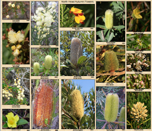 Autumn yellow flowers
