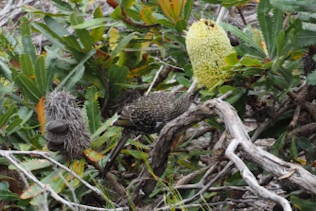 Banksia aemula