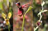 Three types of orchids found on North Head.