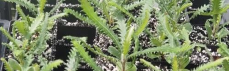 Eastern Suburbs Banksia Scrub