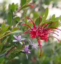 Grevillea