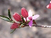 Boronia ledifolia flower
