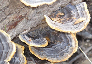 bracket fungus