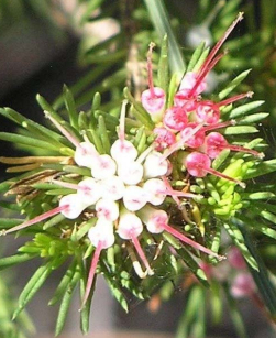 Darwinia fascicularis
