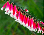 Epacris Longiflora