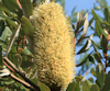 Banksia oblongifolia