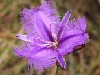 Thysanotus juncifolius