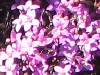 Boronia ledifolia