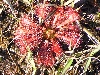 Drosera strathulata