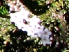 Epacris microphylia