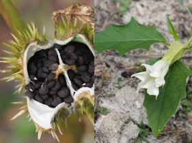 Datura stramonium