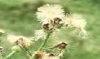 Fleabane