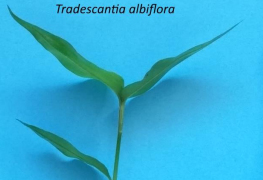 Tradiscantia albifora