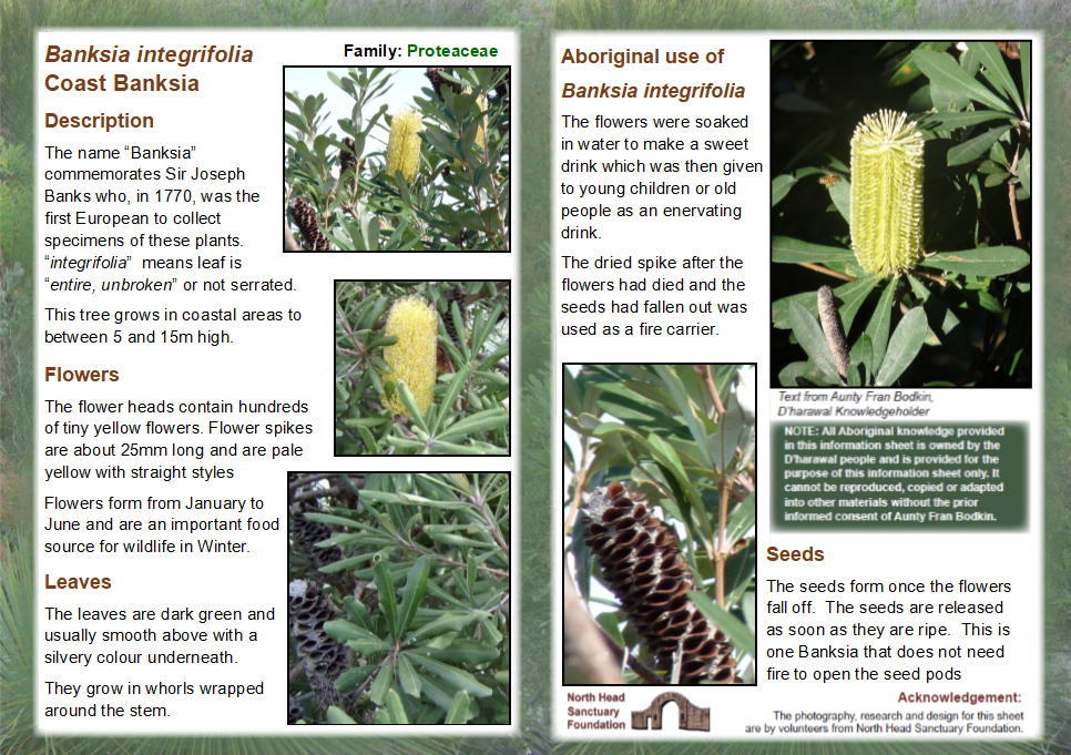 Banksia integrifolia