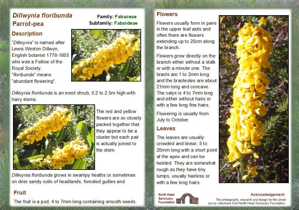 Dillwynia floribunda