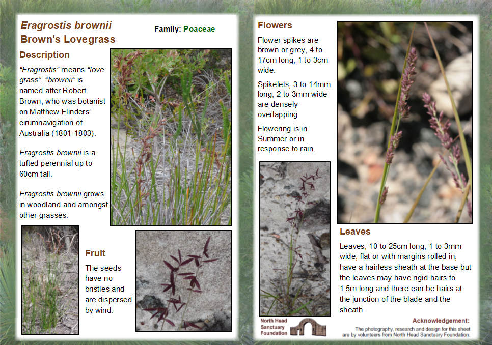 Eragrostis brownii