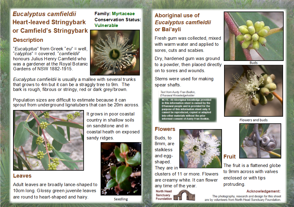 Eucalyptus camfieldii
