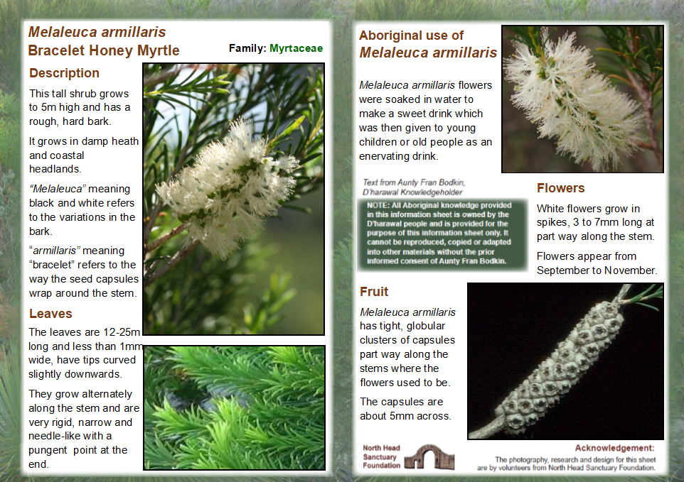 Melaleuca armillaris