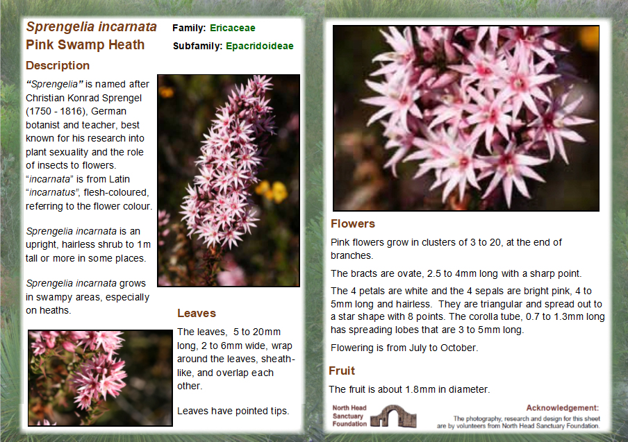 Sprengelia incarnata